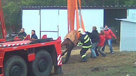 Záchrana patnáctileté zesláblé kobyly u Lipníku na Mladoboleslavsku