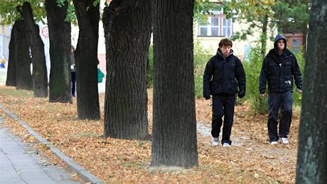 Lipovou alej na Praské ulici ve Znojm eká dkladná kontrola stavu strom