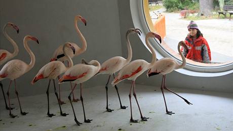 Hodonínská zoo se rozrostla o osmnáct plameák rových