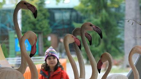 Hodonínská zoo se rozrostla o osmnáct plameák rových
