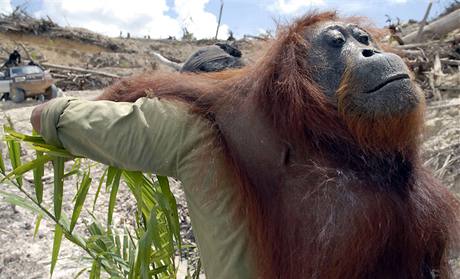 Indonéský lesník odnáí jednoho z orangutan, kteí zstal v oblasti na ostrov Borneo, je musela ustoupit palmové plantái
