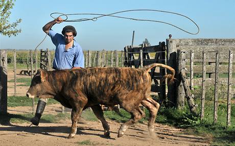 Argentinský gaucho z farmy poblí msta Salto se snaí lasem chytit krávu. Zem patí k pedním svtovým vývozcm hovzího.