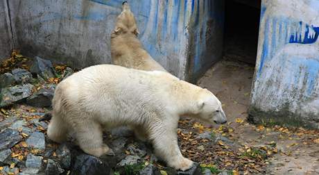 Ledn medvd Umca zav sthovn ze ZOO Brno do ZOO Bratislava 