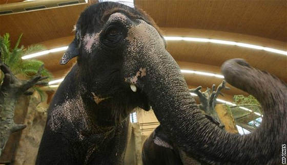 Mezi nejznámjí zvíata ústecké zoo patí slonice Kala a Delhi.