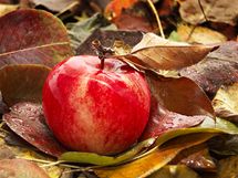 Zdrav spadan jablka radji co nejrychleji zpracujte, na uskladnn se moc nehod