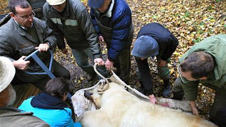 Sthování ledního medvda jménem Umca z brnnské zoo do Bratislavy