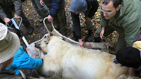 Sthování ledního medvda jménem Umca z brnnské zoo do Bratislavy