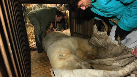 Sthování ledního medvda jménem Umca z brnnské zoo do Bratislavy