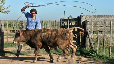 Argentinský gaucho z farmy poblí msta Salto se snaí lasem chytit krávu. Zem patí k pedním svtovým vývozcm hovzího.