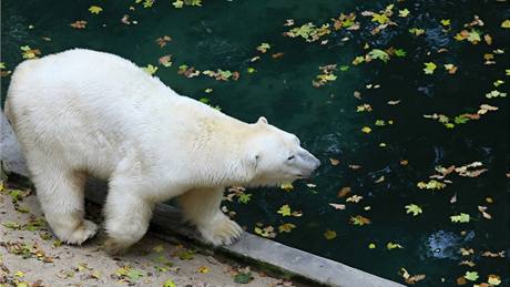 Lední medvd Umca zaívá sthování ze ZOO Brno do ZOO Bratislava 