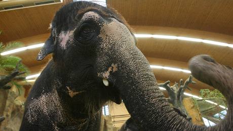 Samice slona indického Delhi po druhém pokusu o umlé oplodnní