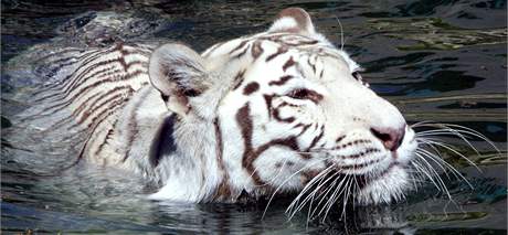 Liberecká zoo po pti letech zdrauje vstupné. Na snímku jedna z nejvtích atrakcí zoo - bílý tygr. (ilustraní snímek)