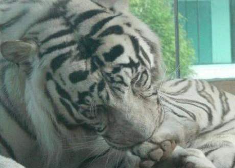 Bílý tygr je velmi vzácná forma tygra bengálského. Chová je i Zoo Liberec (na snímku)