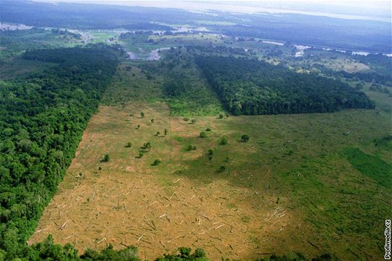 Pehrada má zaplavit zabrat 500 kilometr tvereních. To je plocha, kterou v Amazonii vykácí asi za msíc. Dopady ale budou rozsáhlejí, bojí se indiáni.