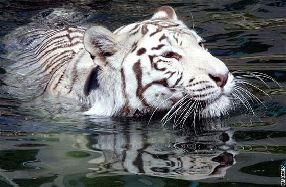 Bílí tygi jsou chloubou liberecké zoo, chová je od roku 1994 jako jediná v esku. Isabella zdejí chov zaloila.