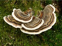 Outkovka pestr (Trametes versicolor), houba posilujc imunitu. V naich lesch roste po celou zimu.