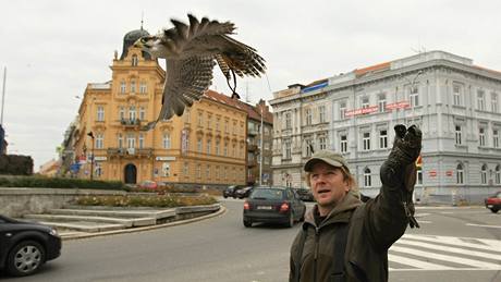 Sokolník Frantiek Miro pi plaení holub na Mariánském námstí ve Znojm.