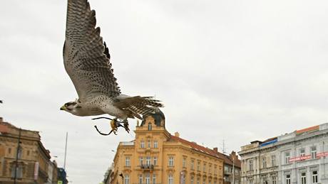 Sokolník Frantiek Miro pi plaení holub na Mariánském námstí ve Znojm.