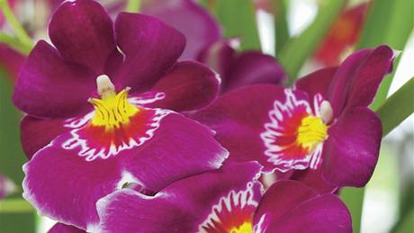 Miltonia (Miltoniopsis phalaenopsis) je lechtn orchidej s macekovitmi sametovmi kvty.