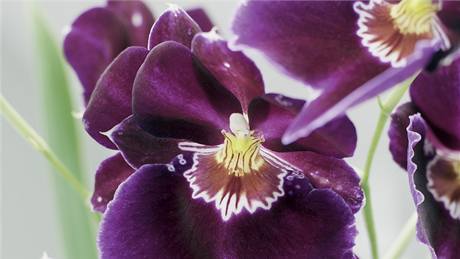 Miltonia (Miltoniopsis phalaenopsis) je lechtná orchidej s macekovitými...