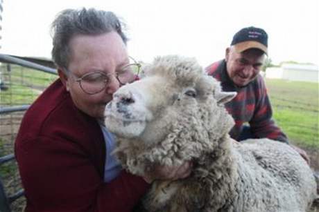 Dosud nejstarí ovce svta Lucky z Austrálie