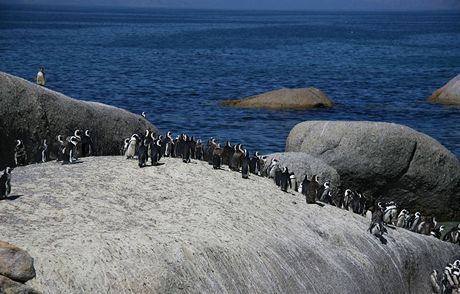 Jihoafrick republika. Tuck kolonie na okraji Simons Town, pobl Kapskho Msta