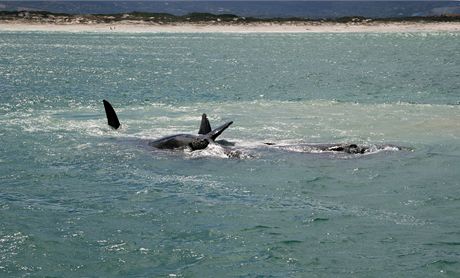 Jihoafrick republika. Skrum velryb ve False Bay