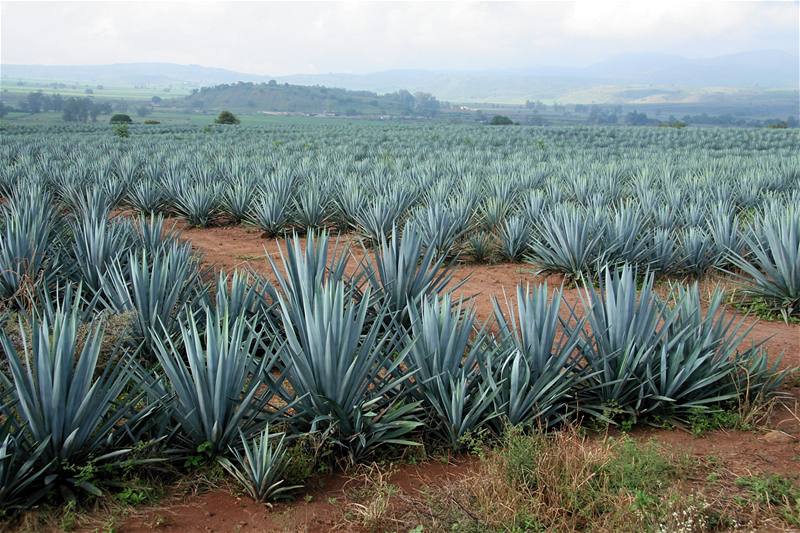 Mexiko, okolí msteka Tequila, kde vyrábí stejnojmenný nápoj. Pole plná agáve jsou tém nekonená