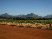 Jihoafrick republika. Vinice ve Stellen Bosch na pat poho Simonsberg. Tak odsud pochz to slavn jihoafrick vno.