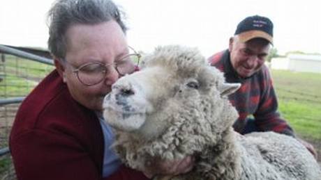 Dosud nejstarí ovce svta Lucky z Austrálie