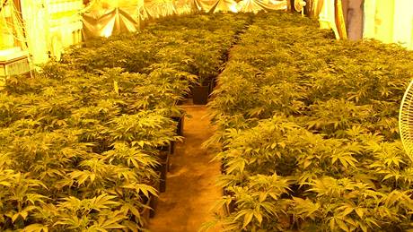Velkopstírny marihuany producentm nesou sta tisíce korun. V této na Zlínsku policisté zajistili 1200 rostlin konopí.