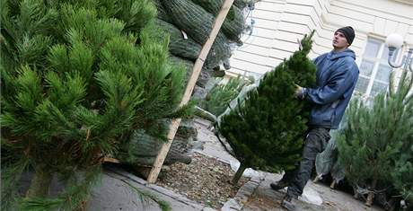 Prodej vánoních stromk na Komenského námstí v Brn, prodava Rostislav toura  