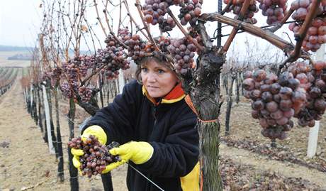 Vinai z Nového aldorfu sbírali na vinicích výbr z bobulí