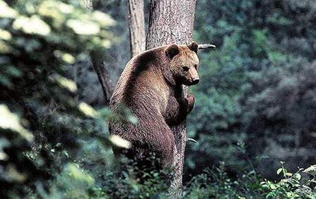 Medvd hndý