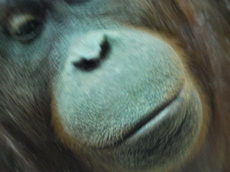 Takhle fotí umlkyn Nonja. Nonja je samice orangutana