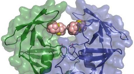 Navazování metalokarboranu na bílkovinu HIV