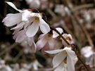 Blozlatice (Abeliophyllum distichum).