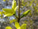 Zlatice (Forsythia suspensa).