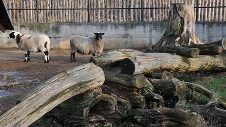 V hodonínské zoo by mohli lidé pozorovat nejen exotická zvíata, ale i ta, která ili a ijí v tuzemských lesích