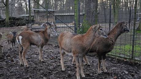 V hodonínské zoo by mohli lidé pozorovat nejen exotická zvíata, ale i ta, která ili a ijí v tuzemských lesích