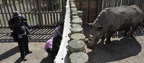 Vzácní nosoroci u ijí ve výbhu tém samostatn