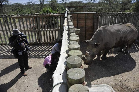 Vzácní nosoroci bílí se u zabydlují v rezervaci Ol Pejeta, kam dorazili ze...