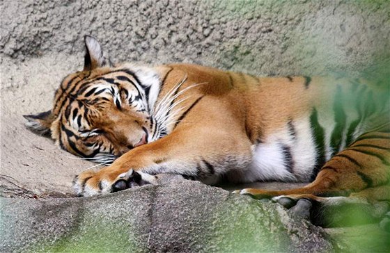 Tygr indoínský