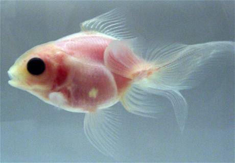 Orgny prsvitn rybky lze zkoumat bez pitvy. 
