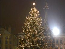 Anketa o nejkrsnj vnon strom v republice - Olomouc