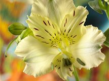 Detail kvtu alstroemrie (Alstroemeria).