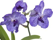 Orchidej Vanda je ideln na svten pleitosti spojen s koncem roku. 