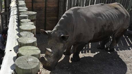 Vzácní nosoroci bílí se u zabydlují v rezervaci Ol Pejeta, kam dorazili ze...