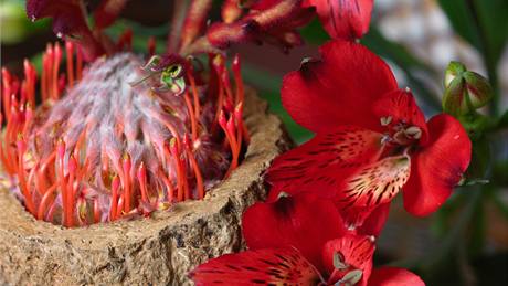 Výrazn barevné kvtiny v aranmá (Alstroemeria, Leucospermum, Anigozanthos), detail.