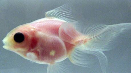 Orgány prsvitné rybky lze zkoumat bez pitvy. 